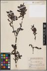 Foto von Salix erioclada H. Lév. & Vaniot